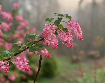 May include: Pink flowering branches of a bush in a foggy forest setting.