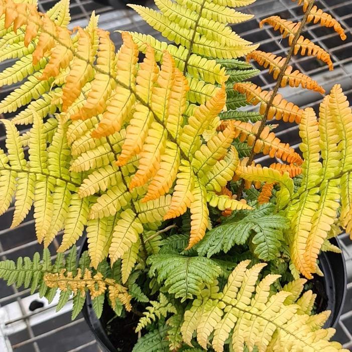 Dryopteris Wallichiana 'jurassic Gold' | Gold Wallich's Wood Fern