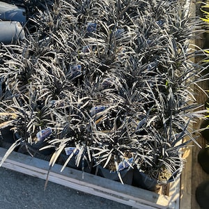 Ophiopogon planiscapus ‘Nigrescens’ | Black Mondo Grass | Evergreen Ornamental Groundcover | USDA Zones 5–10