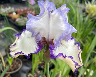 Iris 'Rings True' | Bearded Iris - 1 bareroot rhizome