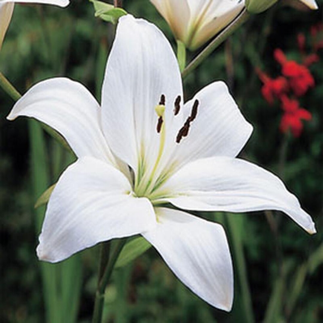 Lilium 'white Twinkle' | Tiger Lily, Pure White Blooms - Etsy