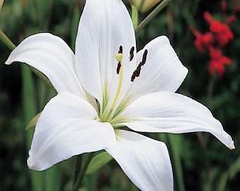 picture lily flower Lilium