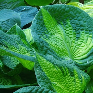 PRE-ORDER Fall Bareroot - Hosta &#39;Brother Stefan&#39; | Award-Winning Gold & Green Hosta | Shade-Loving Perennial | Slug Resistant