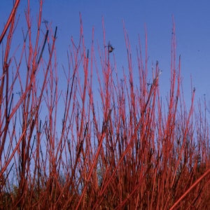 Cornus sericea ‘Baileyi’ | Bailey&#39;s Red Twig Dogwood | Deciduous Shrub | Winter Interest | USDA Zones 2–7