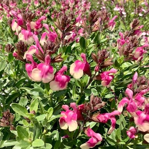 Salvia greggii &#39;MIRAGE Rose Bicolor&#39; | &#39;Balmirrobi&#39; | Blue Autumn Sage | Drought-Tolerant | USDA Zones 7–9 | Multiple Size Options