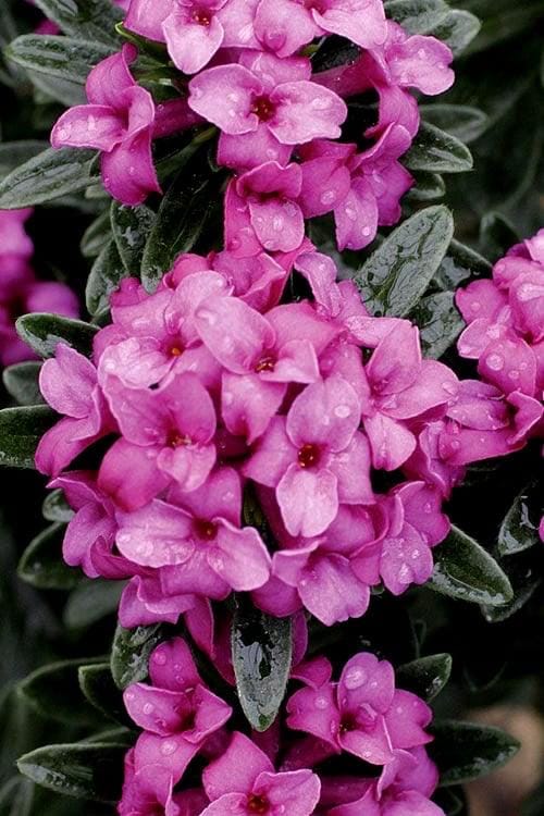 Daphne X Rollsdorfii 'wilhelm Schacht' | Dwarf Daphne, Fragrant