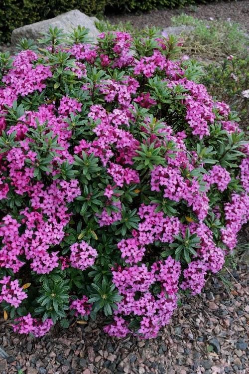 Daphne X Rollsdorfii 'wilhelm Schacht' | Dwarf Daphne, Fragrant