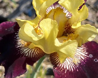 Iris 'Elderberry Mead' | Deep Violet and Yellow Bearded Iris - 1 bareroot rhizome