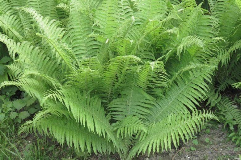 Athyrium filix-femina, Lady Fern, Deciduous Fern - 1 gallon pot, well rooted live plant