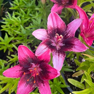 PRE-Order Fall Bulbs - Lilium FantAsiatic &#39;Hot-Spot Pink&#39; | Asiatic Lily | Perennial Bulb | Unique Cut Flower | USDA Zones 3–8