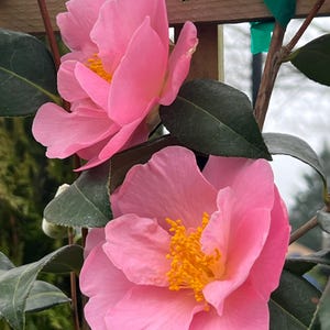 Camellia japonica 'Pink Icicle' | Winter Blooming Evergreen Shrub, 1 gallon pot