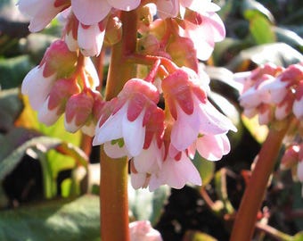 Bergenia 'Baby Doll' | Elephant Ear, Evergreen Shade Perennial