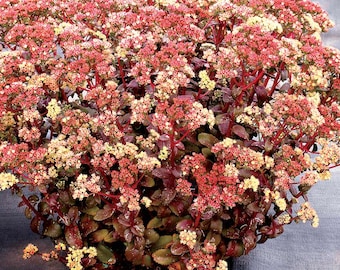 Sedum 'Peach Pearls' | Burgundy Foliage, Perennial Stonecrop Succulent *Just Emerging*