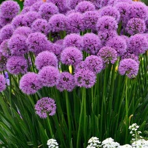 May include: A cluster of vibrant purple Allium flowers in full bloom. The spherical flower heads sit atop tall green stems, surrounded by long, slender green leaves. White flowers are at the base of the Allium.