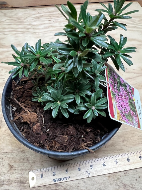 Daphne X Rollsdorfii 'wilhelm Schacht' | Dwarf Daphne, Fragrant