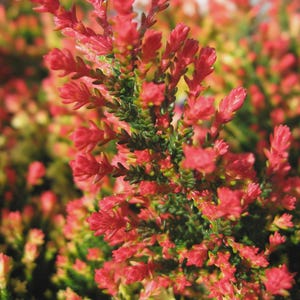 May include: Close-up of vibrant red and green plant foliage. The image showcases a dense cluster of small, red, bud-like flowers and green leaves. The plant has a textured appearance, with a mix of red, green, and yellow hues.