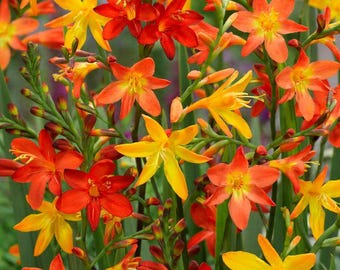 Crocosmia | 5 Different Montbretia Varieties | Grower's Choice Selection