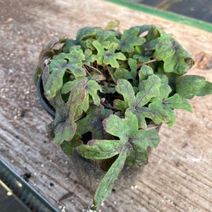 May include: A potted plant with green and burgundy leaves. The leaves have a distinctive shape and texture, in a black plastic pot. The plant is on a wooden surface.