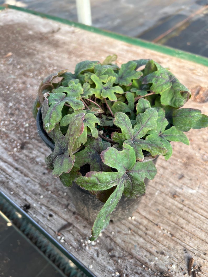 May include: A potted plant with green and burgundy leaves. The leaves have a distinctive shape and texture, in a black plastic pot. The plant is on a wooden surface.