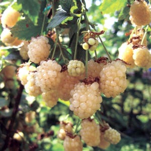 May include: A cluster of ripe, pale yellow raspberries hanging from green stems with small leaves. The berries have a textured, bumpy surface and are grouped together in a dense bunch, showing various stages of development on the plant.