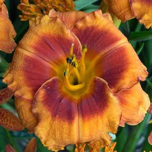 PRE-ORDER Fall Bulbs - Hemerocallis &#39;Tiger Kitten&#39; | Vibrant Orange Daylily | Summer Bloomer | Deer-Resistant | USDA Zones 3–9