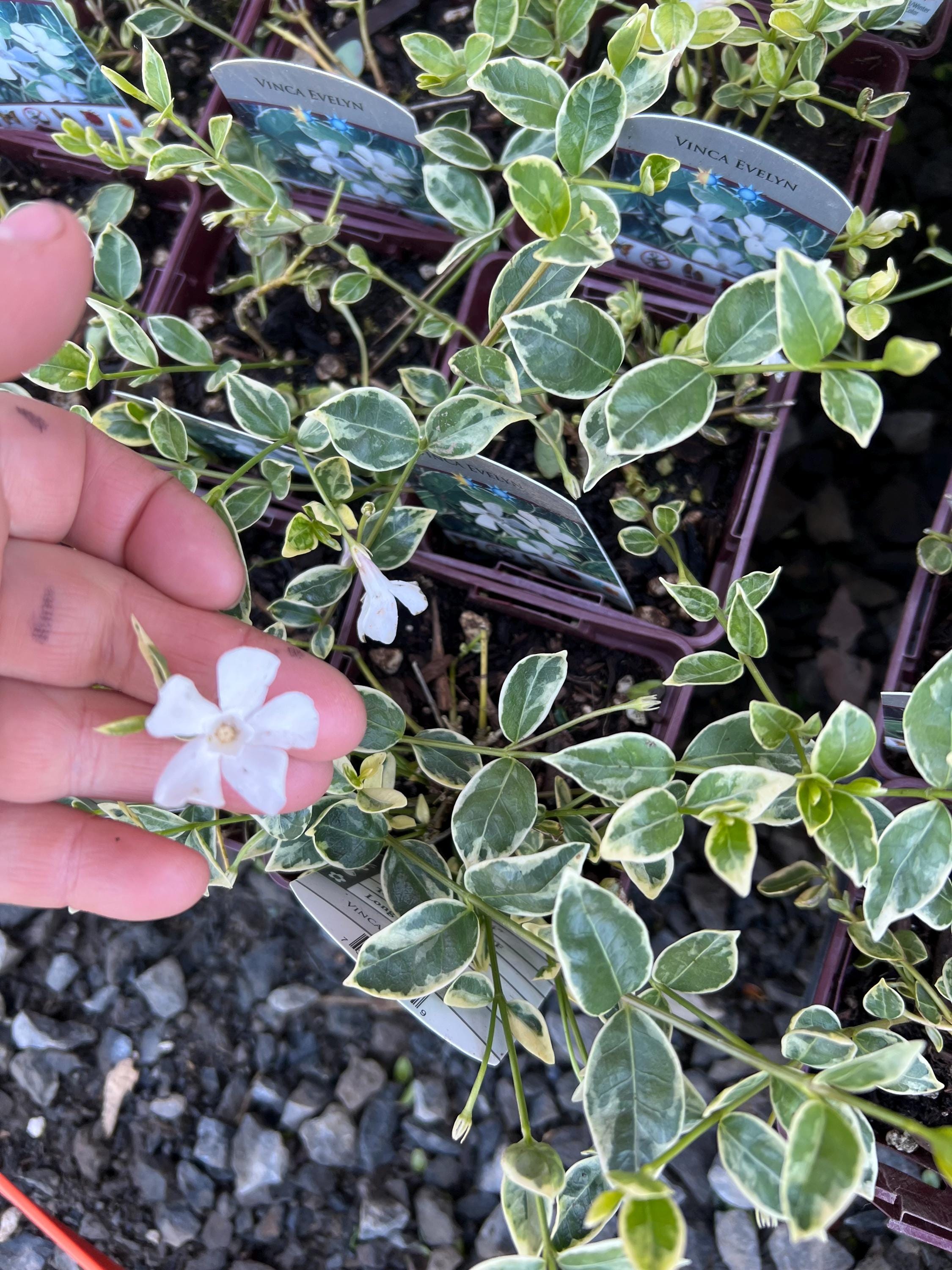 Vinca Minor 'evelyn' | Variegated White Blooming Periwinkle