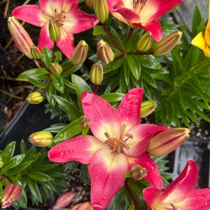 PRE-ORDER Fall Bulbs - Lilium Asiatic ‘Tiny Diamond’ | Compact Asiatic Lily | Bright Pink and White Blooms | USDA Zones 3–9
