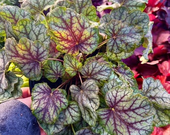 May include: A 1 gallon pot of Green Spice Heuchera. The plant has large, green leaves with silver veins and red edges.