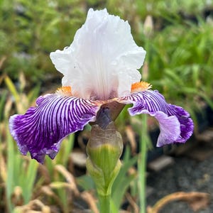 Iris 'Crow's Feet' | White and Purple Bearded Iris - Fall 2026 Pre-Order