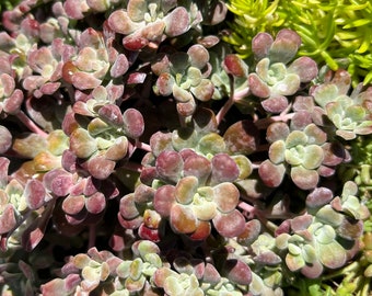 Sedum spathulifolium 'Purpureum' | Purple White Stonecrop Succulent, Evergreen