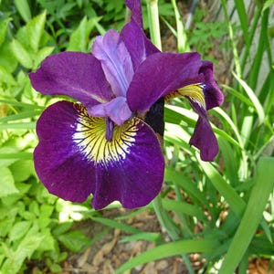 May include: Close-up of a vibrant purple iris flower with yellow and white markings in the center. The flower has multiple petals and is surrounded by green foliage. The iris is in full bloom, showcasing its intricate details.