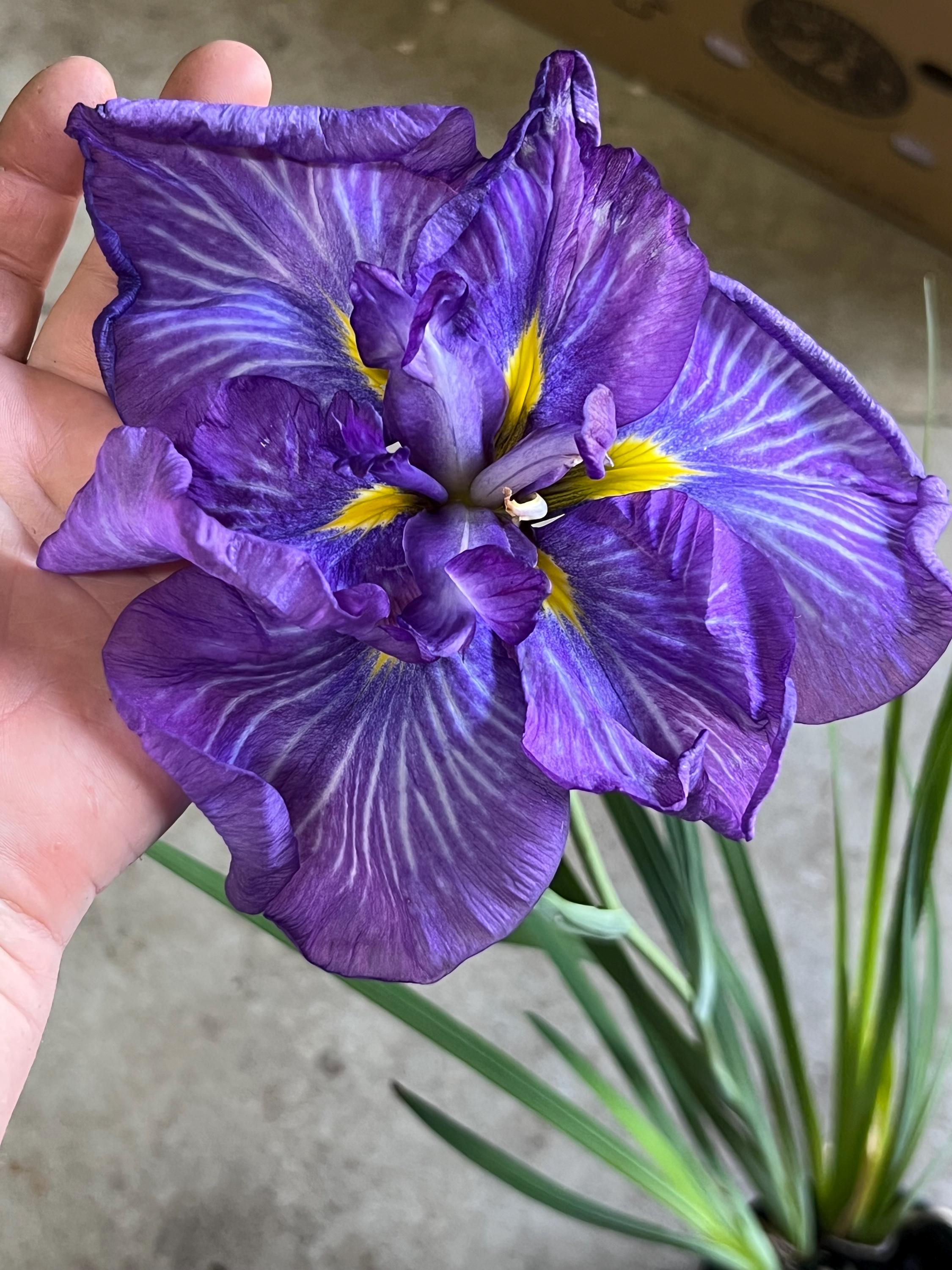 Iris ensata 'Electric Rays' Japanese Water Iris