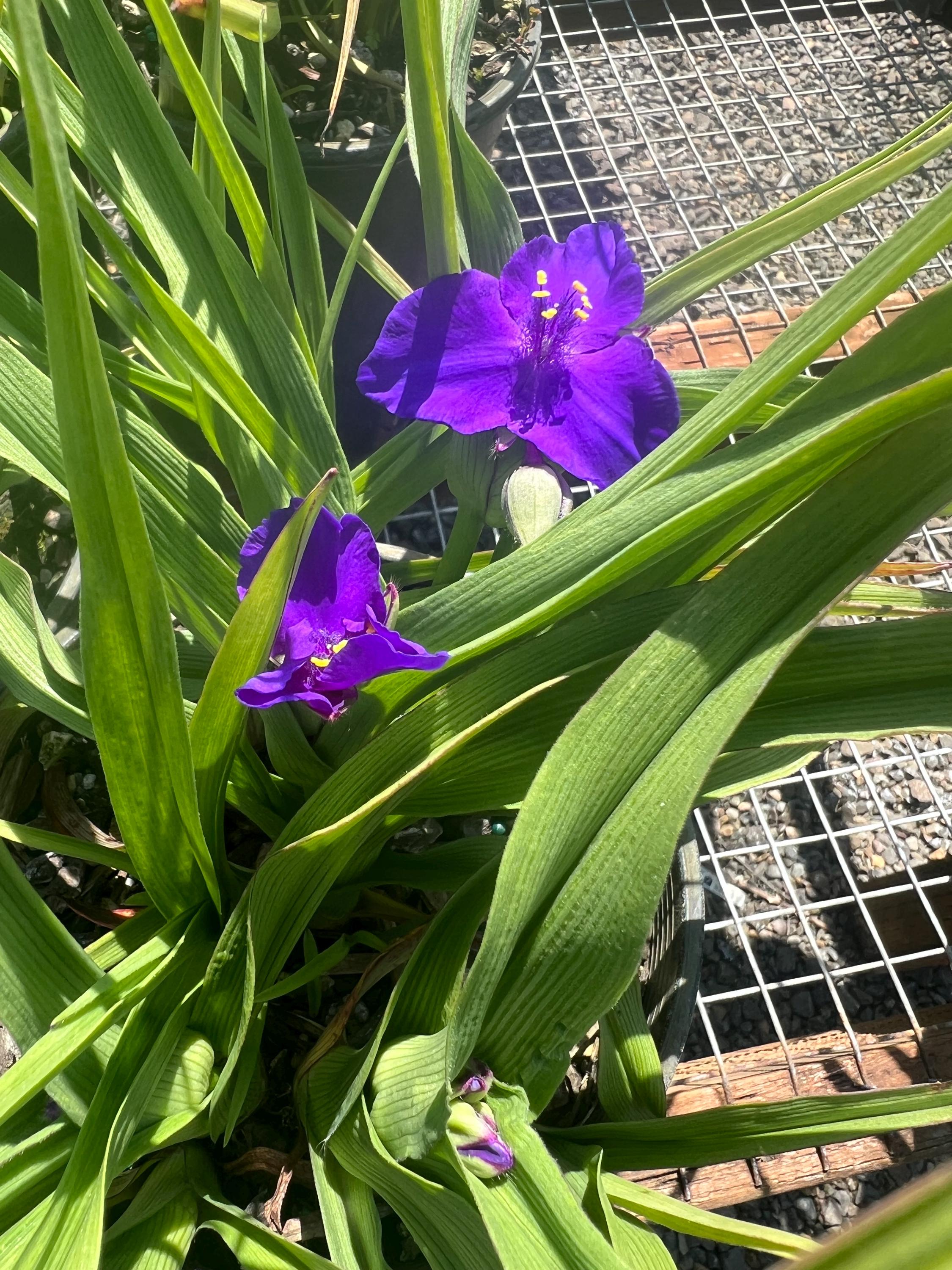 Tradescantia 'zwanenburg Blue' | Blue Spiderwort, Unique Flowering