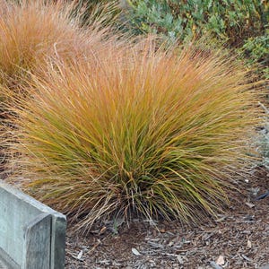 May include: A close-up of ornamental grasses with long, thin blades in shades of gold, orange, and green. The grasses are planted in a garden bed with a concrete border and mulch.