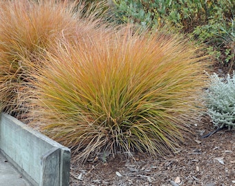Carex testacea | Orange Sedge, Evergreen Ornamental Grass