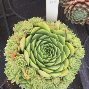 May include: Close-up of a green succulent plant with a spiral center and multiple smaller rosettes around the edges. The plant has a vibrant green color with some yellow and orange hues. A white tag with the number "472" is visible.