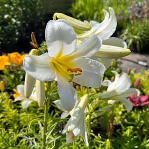 PRE-Order Fall Bulbs - Lilium regale | Regal Lily | Fragrant White Trumpet Lily | Beautiful Cut Flower | USDA Zones 4–9