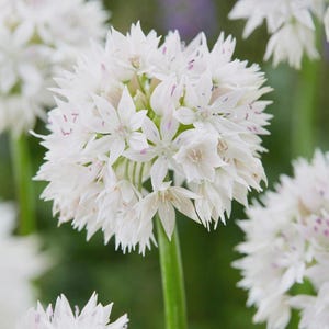 PRE-ORDER Fall Bulbs - Allium 'Graceful Beauty' | White Ornamental Onion Plant | Spring Blooming Perennial
