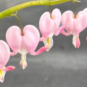 Dicentra spectabilis 'Cupid' | Bleeding Heart