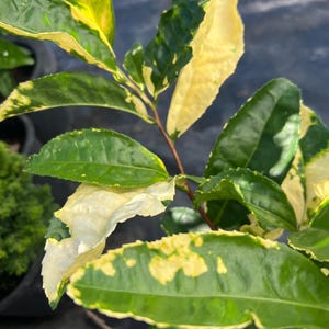 May include: Close-up of a plant with green leaves edged with yellow and white variegation. The leaves are oval-shaped and have a slightly glossy texture. The plant has a brown stem and is set against a blurred background.