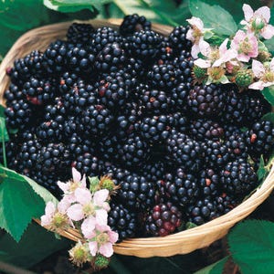 Puede incluir: Una cesta de mimbre rebosante de moras maduras. Las bayas son de un negro profundo y brillante, con algunas te&ntilde;idas de rojo. Delicadas flores rosas y blancas y hojas verdes se dispersan por los bordes, sugiriendo una cosecha fresca.