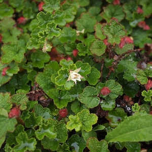 May include: A close-up of a green leafy plant with small white flowers and red berries. The plant has a lush, vibrant appearance.