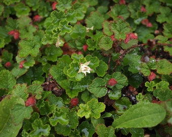 Rubus calycinoides | Evergreen Creeping Raspberry | Formoran Carpet groundcover | live plant | USDA Zones 6-9