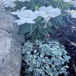 May include: A close-up of a cluster of small, blue-green succulent plants growing near a large, gray rock. The succulents are in bloom and have a delicate, rosette-like shape.