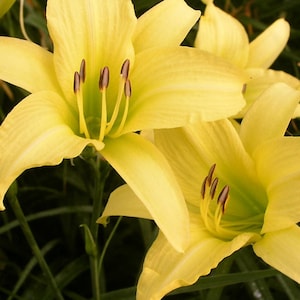 PRE-ORDER Fall Bulbs - Hemerocallis &#39;Hyperion&#39; | Classic Yellow Daylily | Summer Re-blooming Perennial | USDA Zones 3–9 | Fragrant