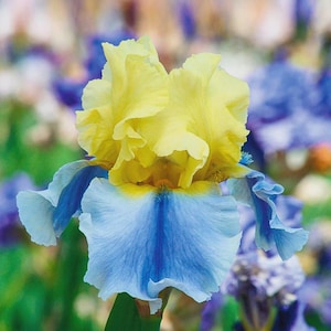 PRE-ORDER Fall Bulbs - Iris 'Easter Candy' | Bearded Iris | 1 bareroot rhizome | USDA Zones 3–9