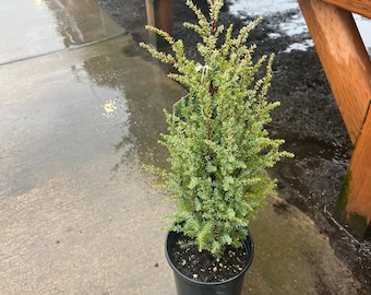 Thuja Occidentalis 'malonyana Holub' - Eastern Arborvitae - 4" Pot - Live  Plant - Etsy
