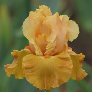 PRE-ORDER Fall Bulbs - Iris &#39;Mai Tai Join You&#39; | Pale Orange Bearded Iris | Reblooming Perennial | 1 bareroot rhizome | USDA Zones 3–9