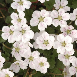 May include: A close-up of a cluster of white flowers with delicate pink veins radiating from the center of each petal. The flowers have a yellow-green center and are surrounded by green leaves. The image is well-lit, showcasing the intricate details of the blossoms.