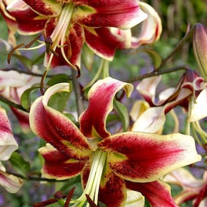 PRE-Order Fall Bulbs - Lilium ‘Scheherazade’ | Oriental Lily | Perennial Bulb | Perfect Wedding Cut Flower | USDA Zones 4–9